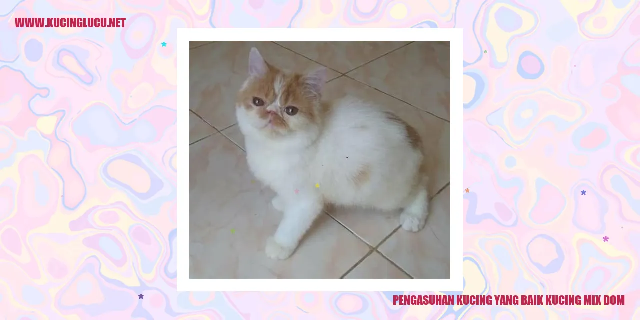 Gambar Kucing Mix Domestik
