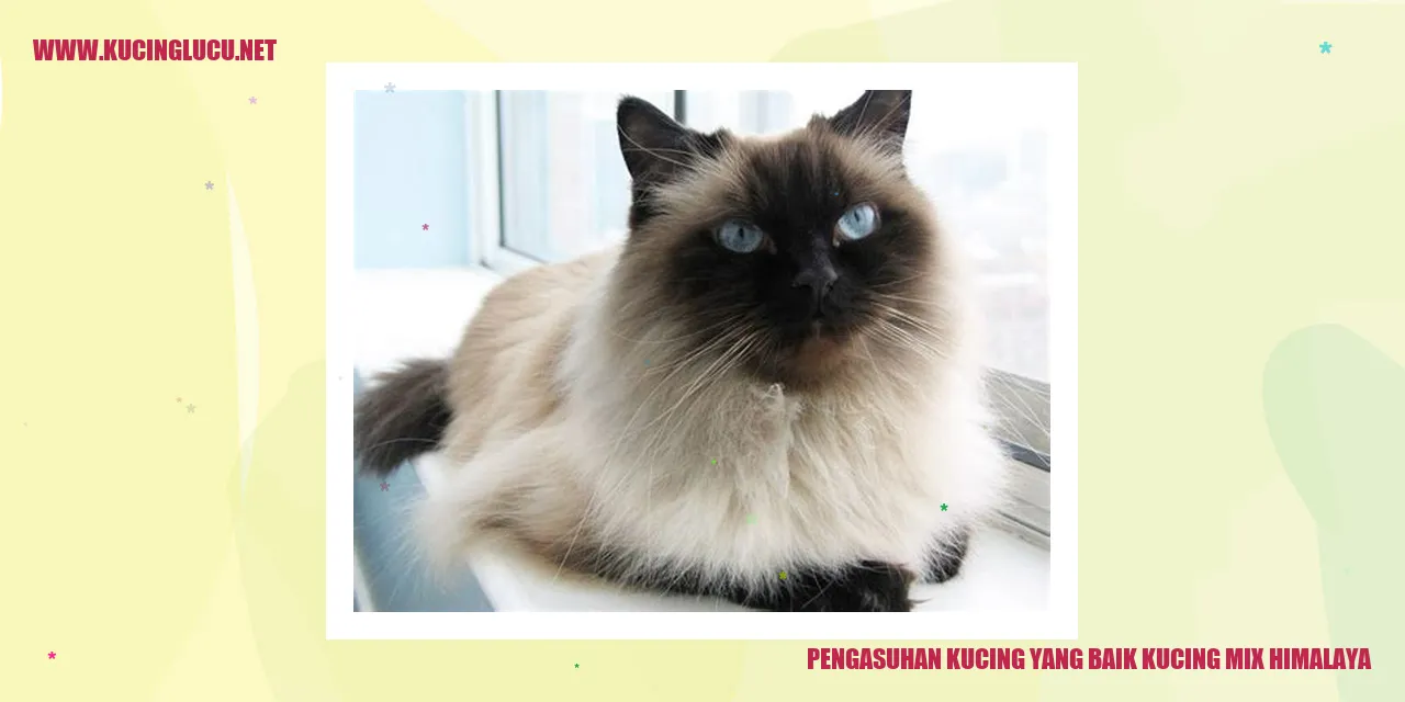 Kucing Mix Himalaya