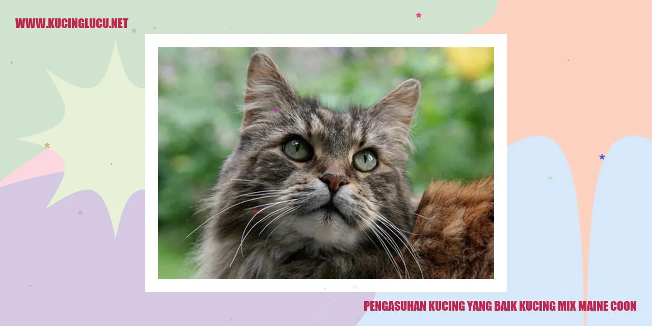 Kucing Maine Coon Mix