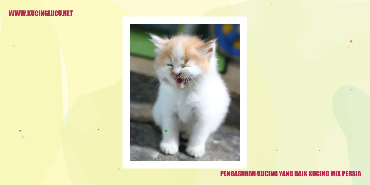 Kucing Mix Persia
