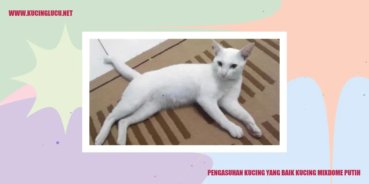 Kucing Mixdome Putih