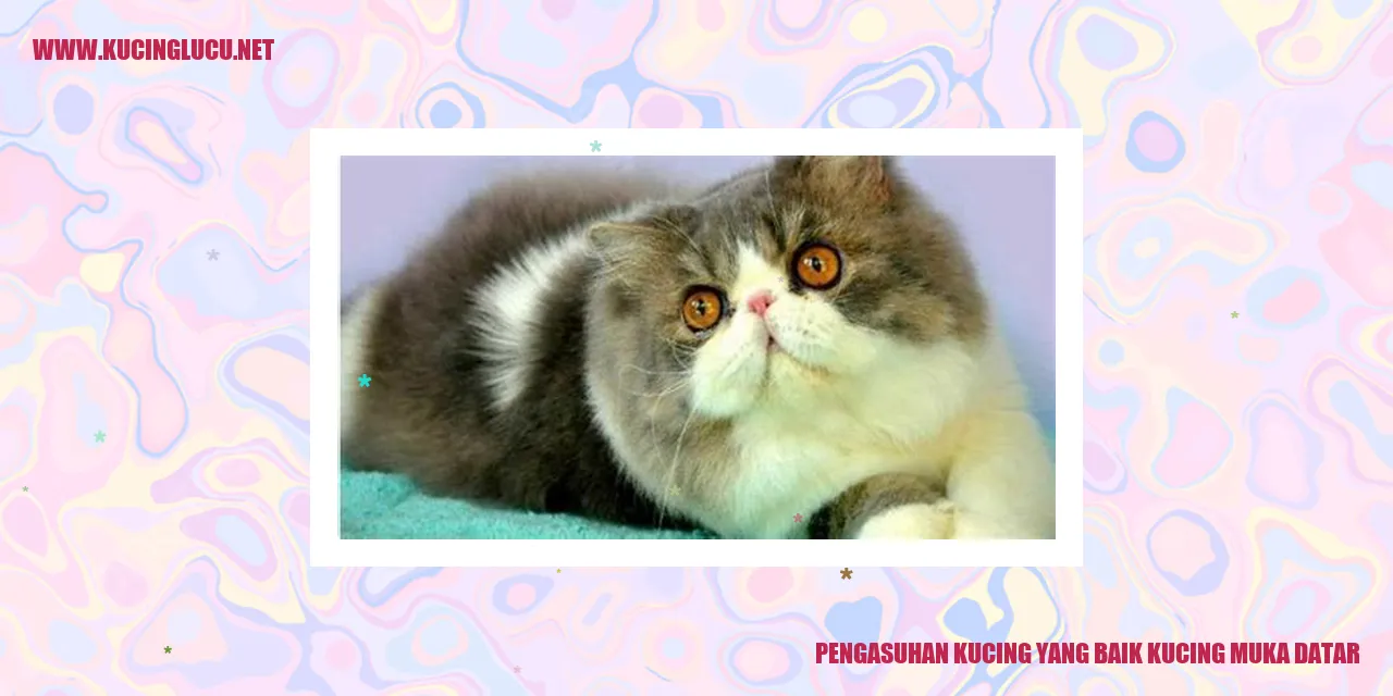 Kucing Muka Datar