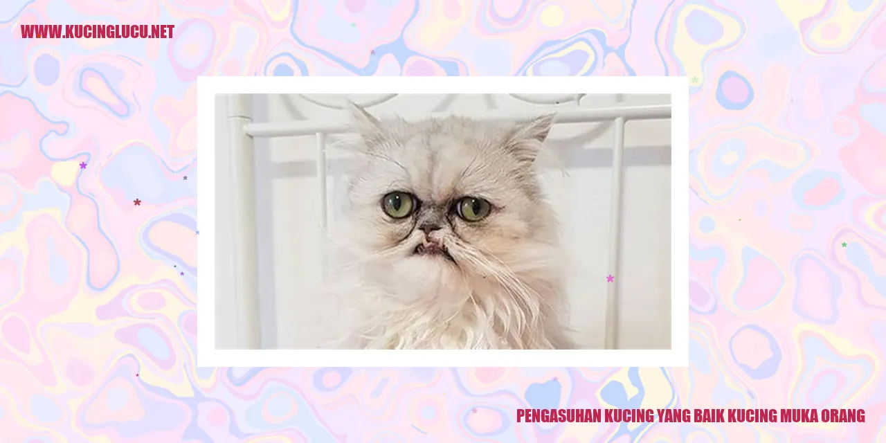 Panduan Mengasuh Kucing yang Baik agar Nyaman dengan Muka Orang