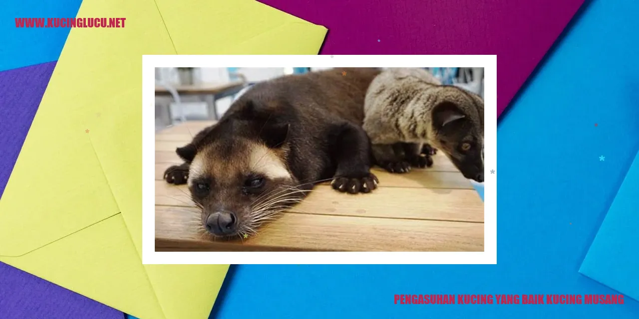 Kucing Musang