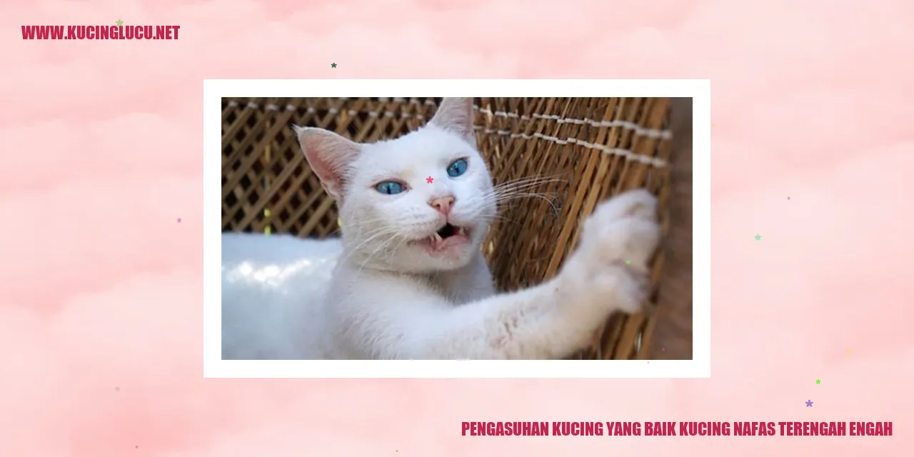 Gambar Lucu Kucing