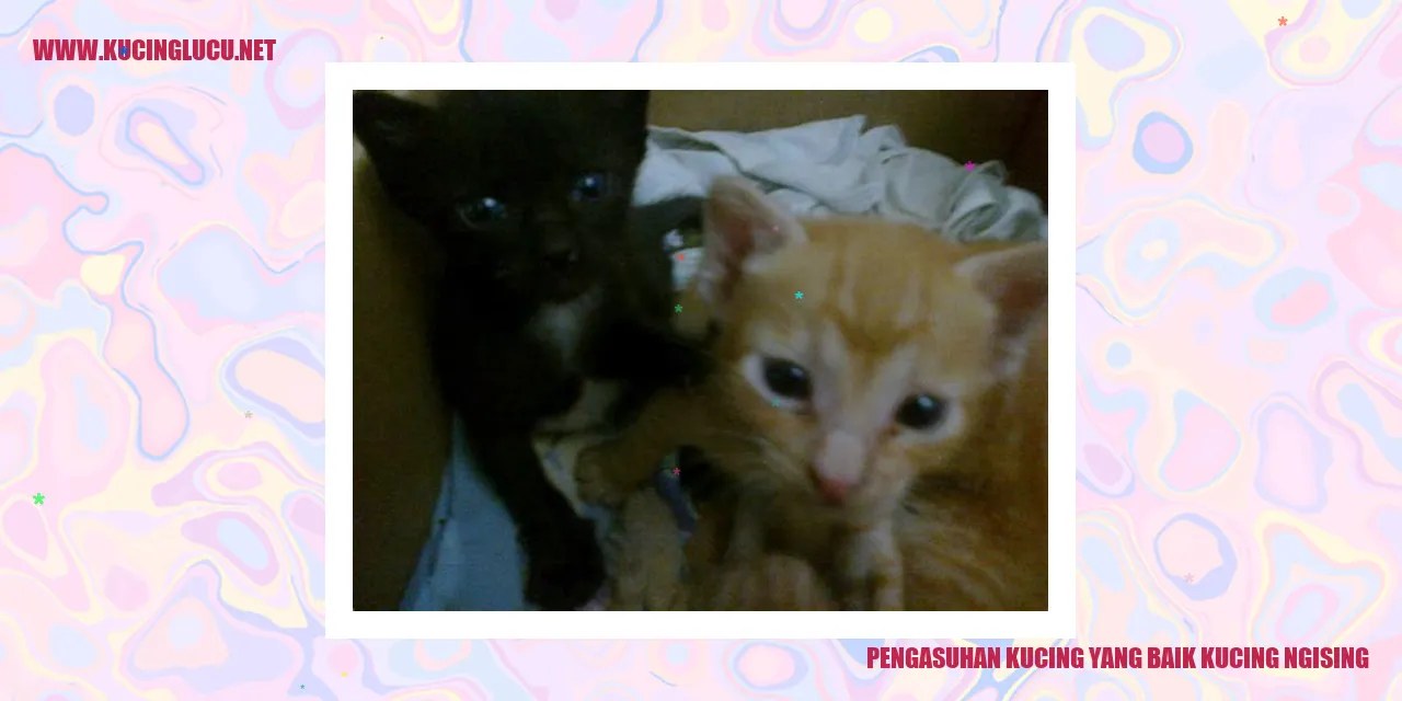 Gambar Kucing Tidur