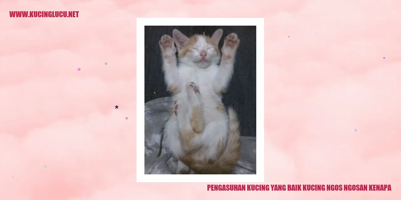 Ilustrasi Kucing Aktif