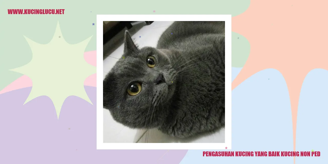 Gambar kucing yang sehat dan bahagia