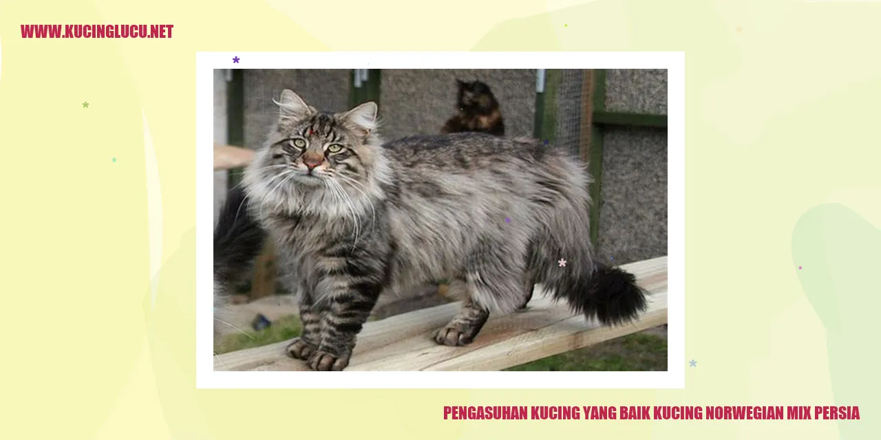 Kucing Norwegian Mix Persia
