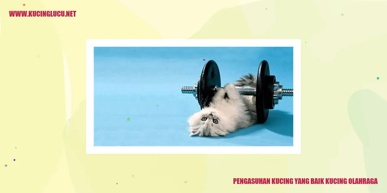 Gambar Kucing Berolahraga