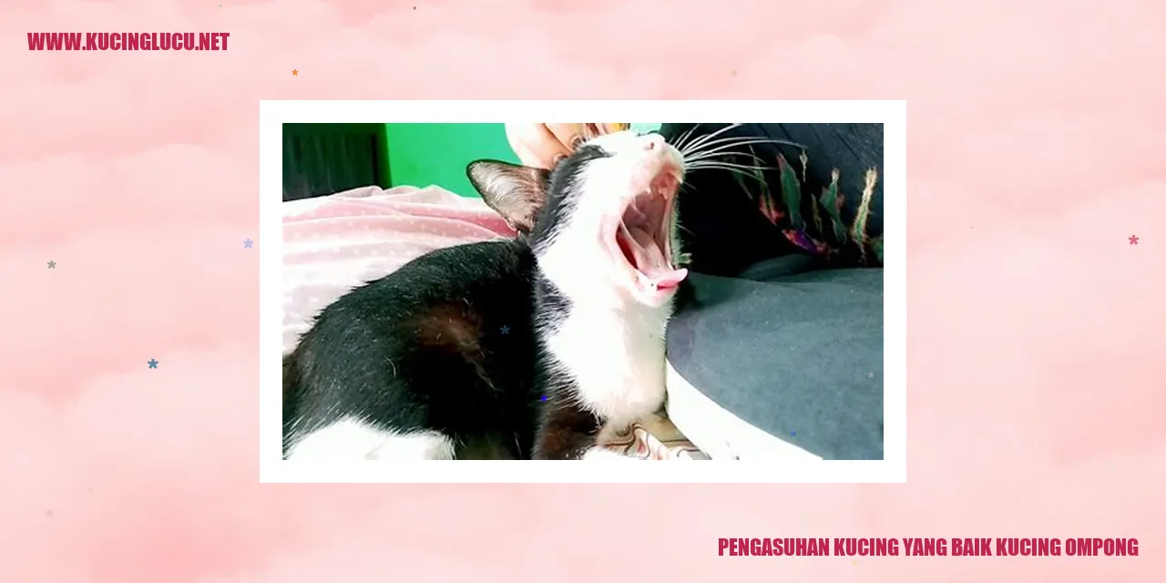 Kucing lucu dan menggemaskan