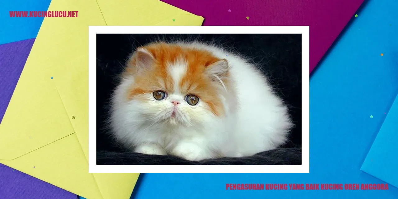 Gambar Kucing Oren Anggora