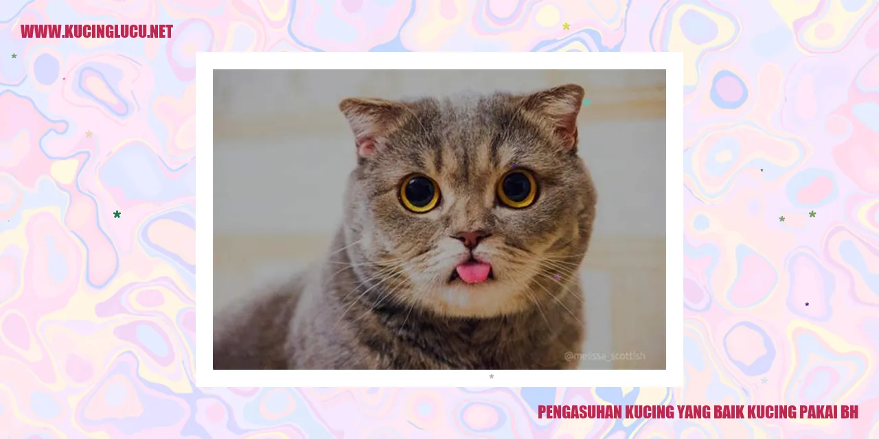 Kucing dengan BH