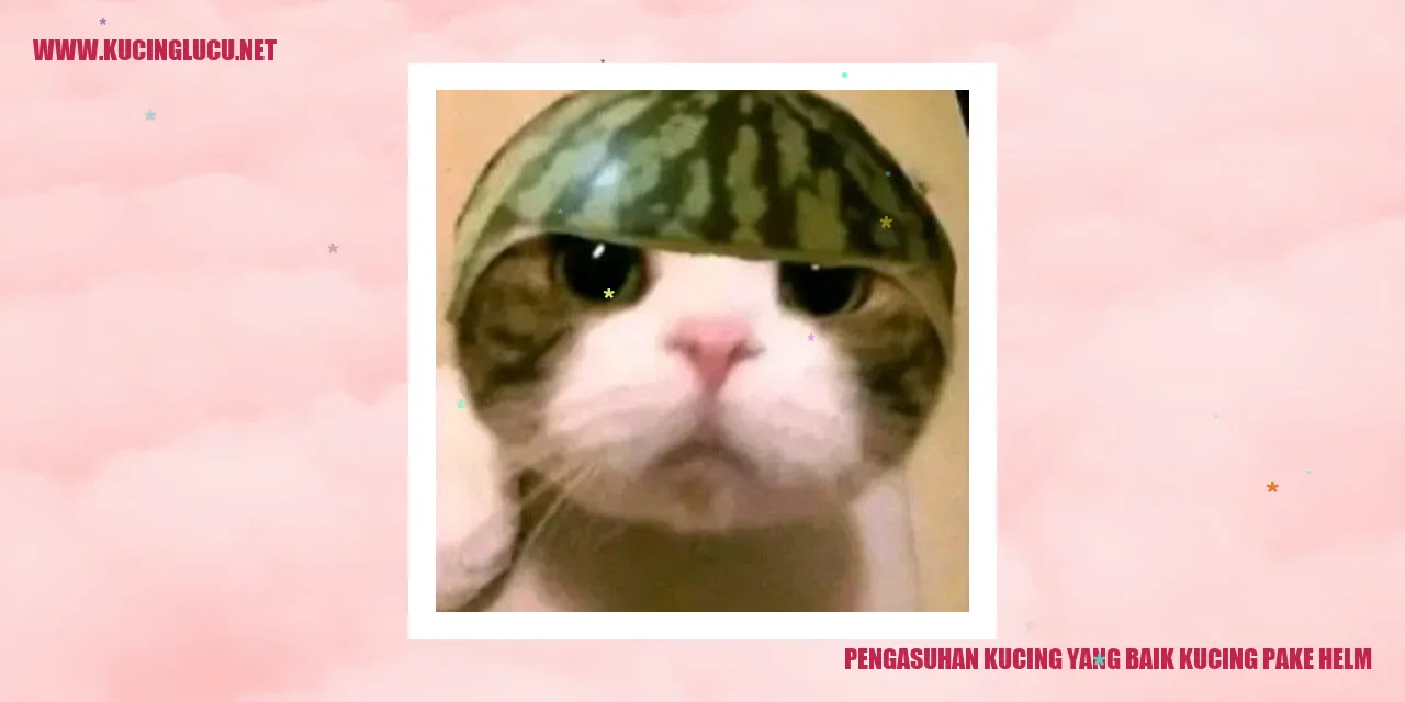 Kucing Mengenakan Helm