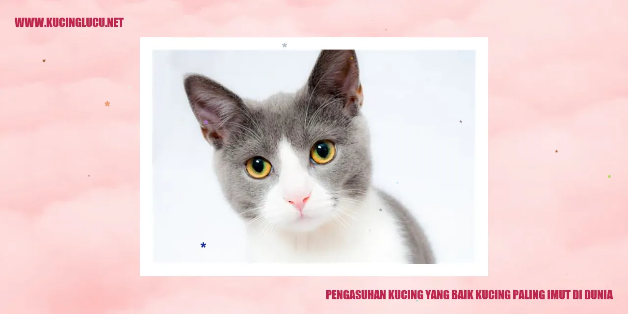 Kucing Lucu