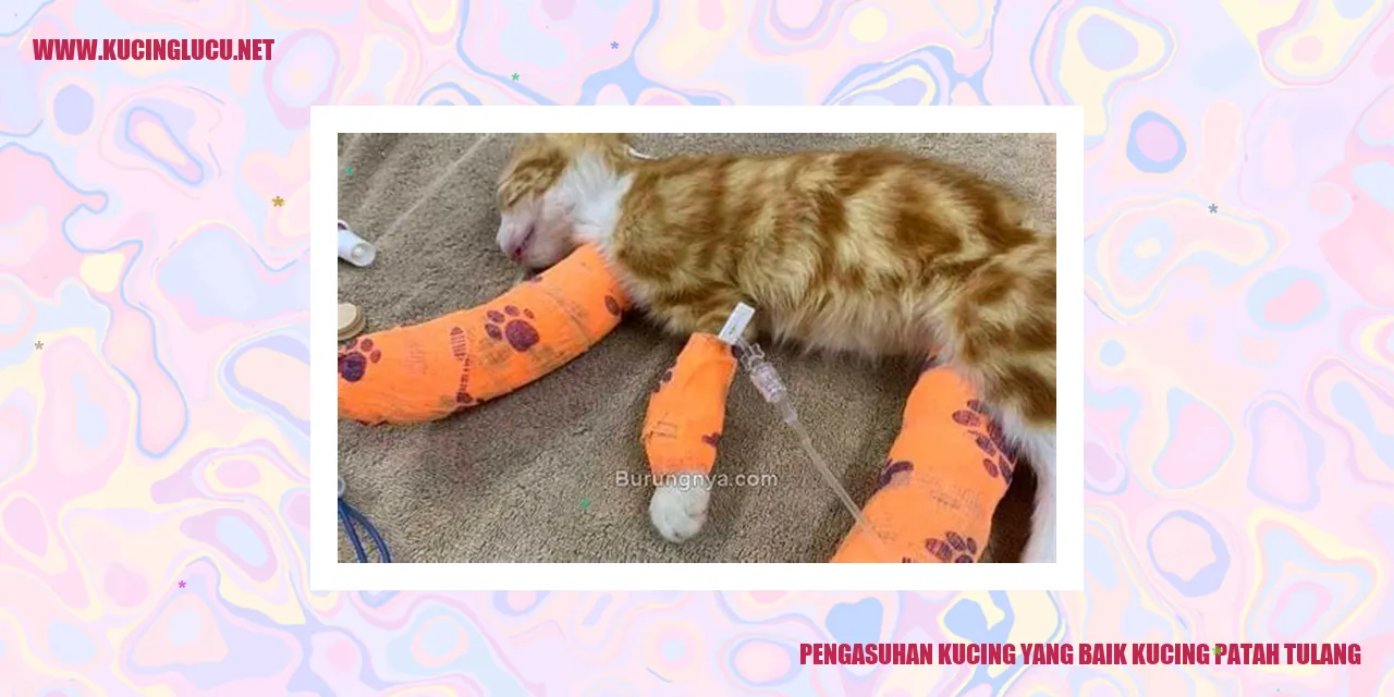 Gambar Kucing Sehat