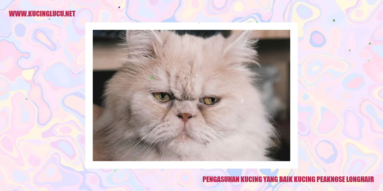 Gambar kucing peaknose longhair