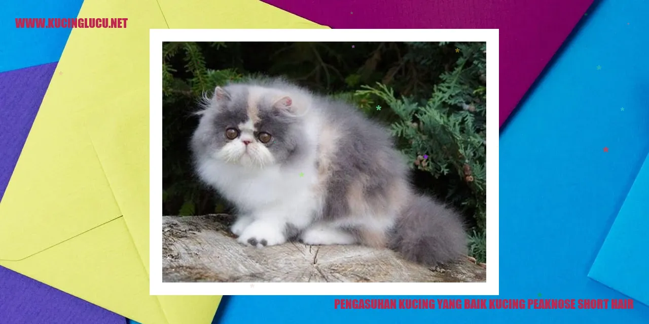Kucing peaknose short hair