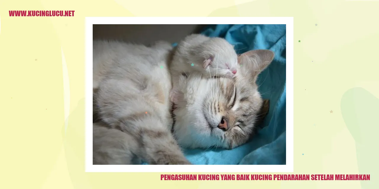 pengasuhan kucing yang baik