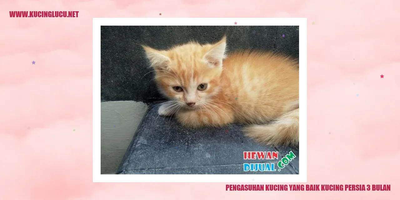 Ilustrasi Kucing Persia