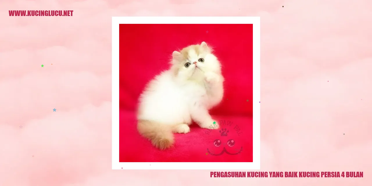 Kucing Persia 4 Bulan
