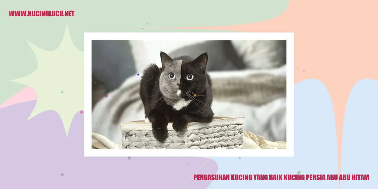 Kucing persia abu-abu hitam