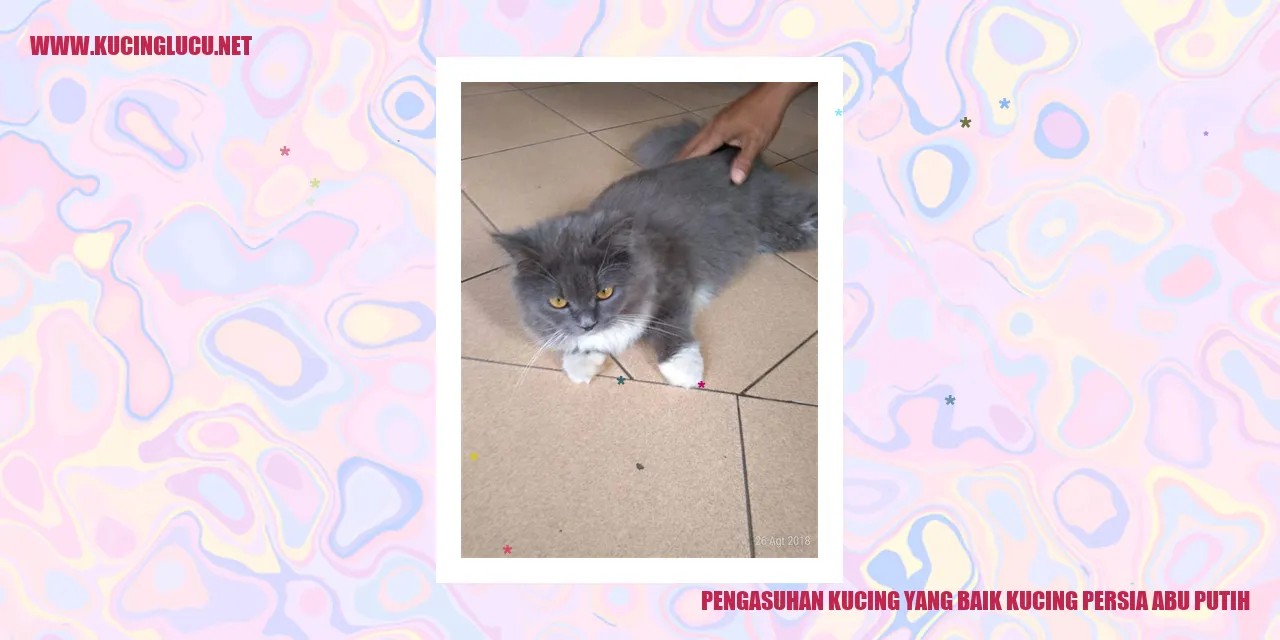 Kucing Persia Abu Putih