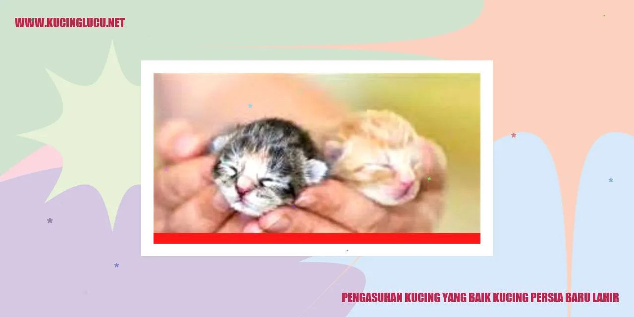 Kucing Persia Baru Lahir