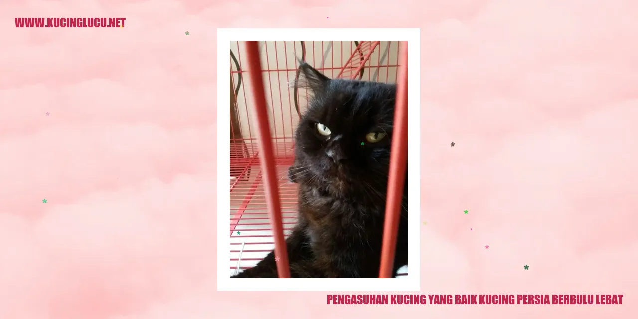 kucing persia berbulu lebat