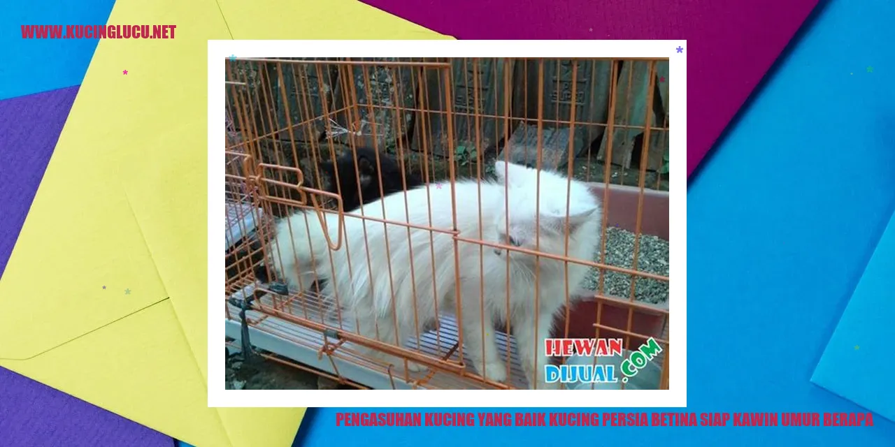 Kucing Persia Betina