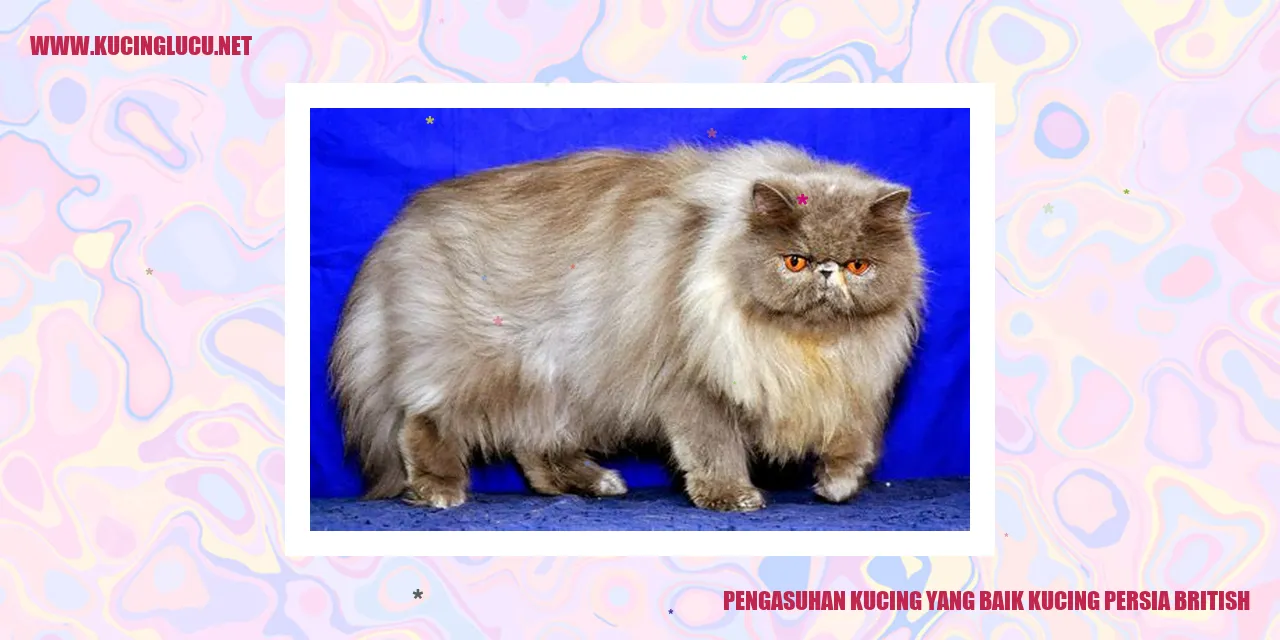 Gambar Kucing Persia British