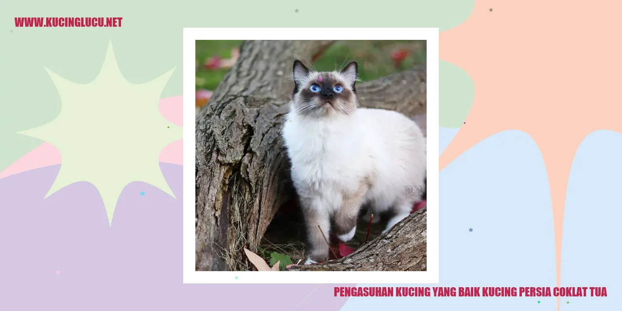Kucing Persia Coklat Tua