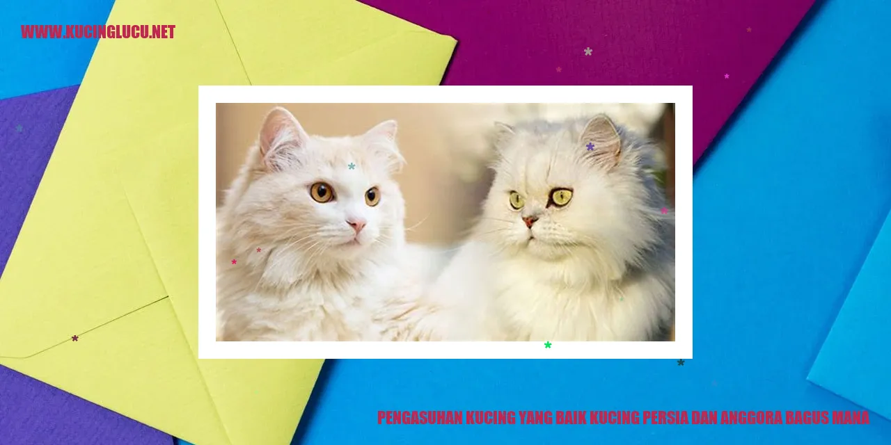 Kucing Persia dan Anggora
