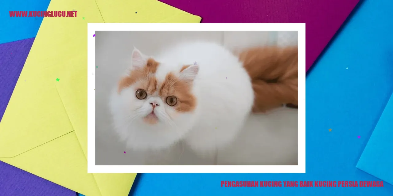 Kucing Persia Dewasa