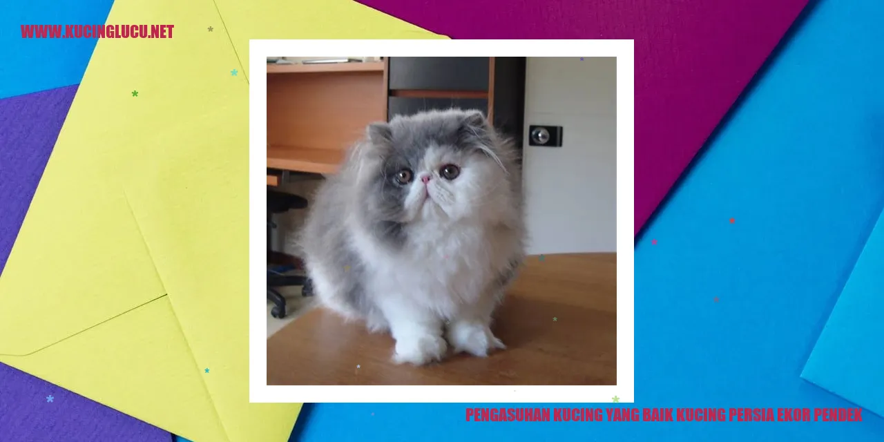 Kucing Persia Ekor Pendek