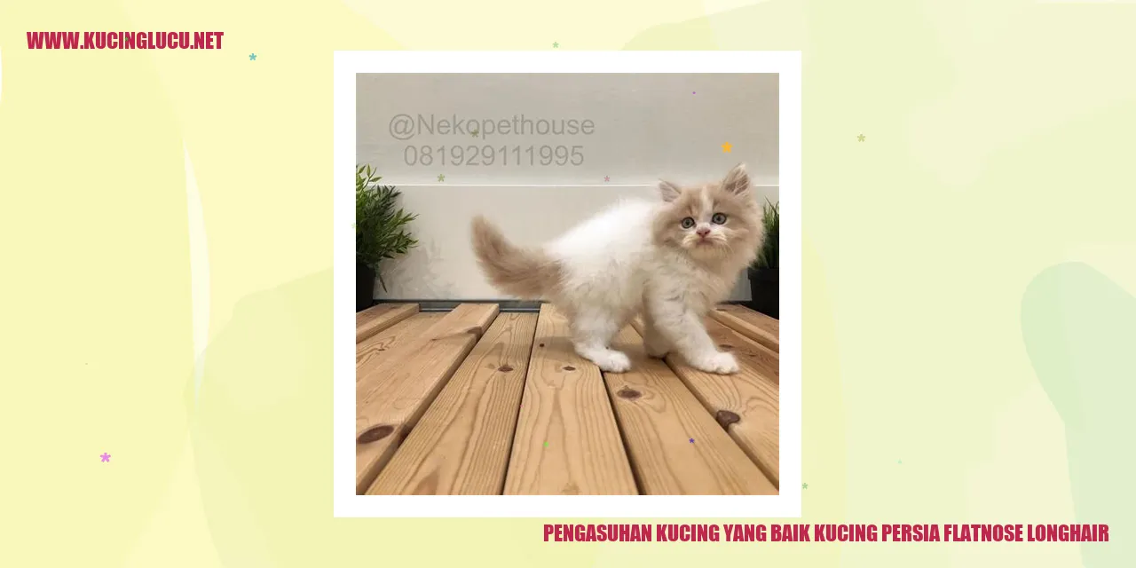 Kucing Persia Flatnose Longhair