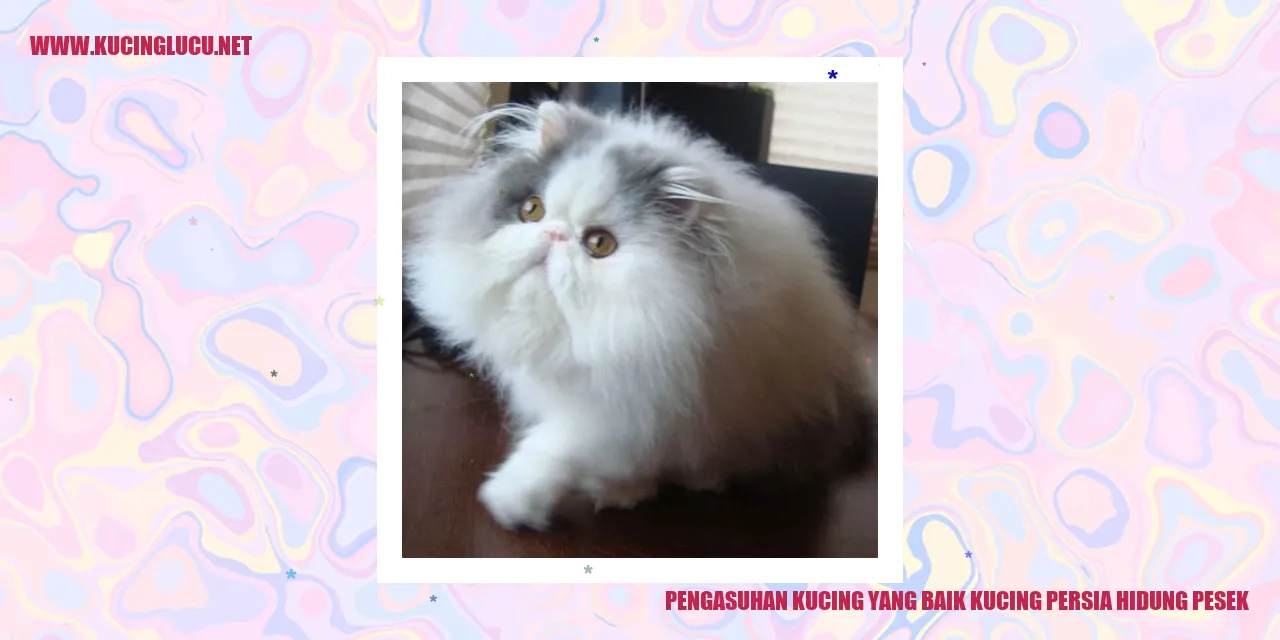 Kucing Persia Hidung Pesek
