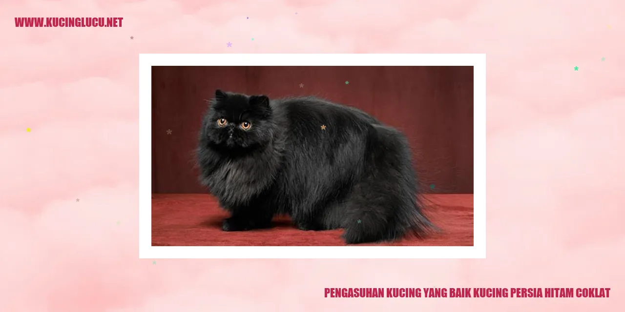 gambar kucing persia hitam coklat