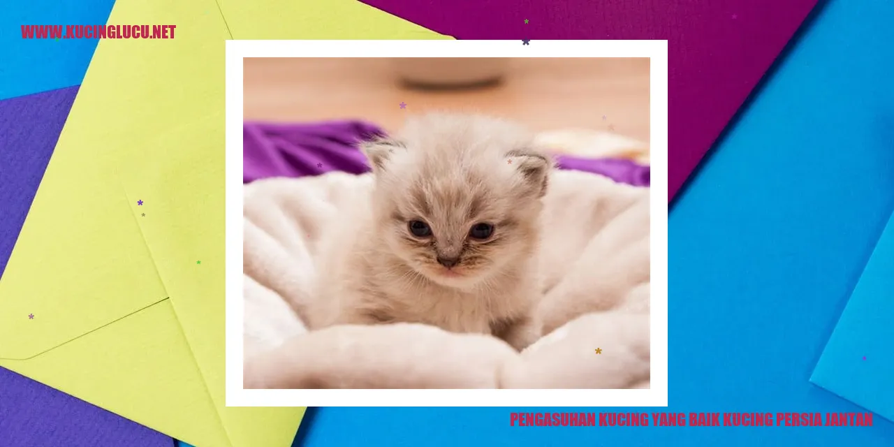 Kucing Persia Jantan