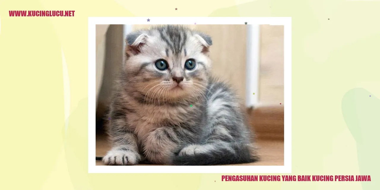 Kucing Persia Jawa yang Berkualitas