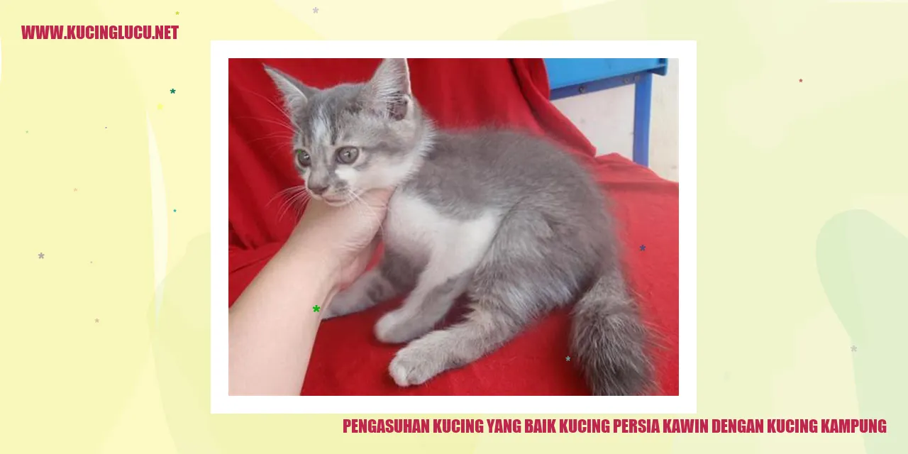 kucing