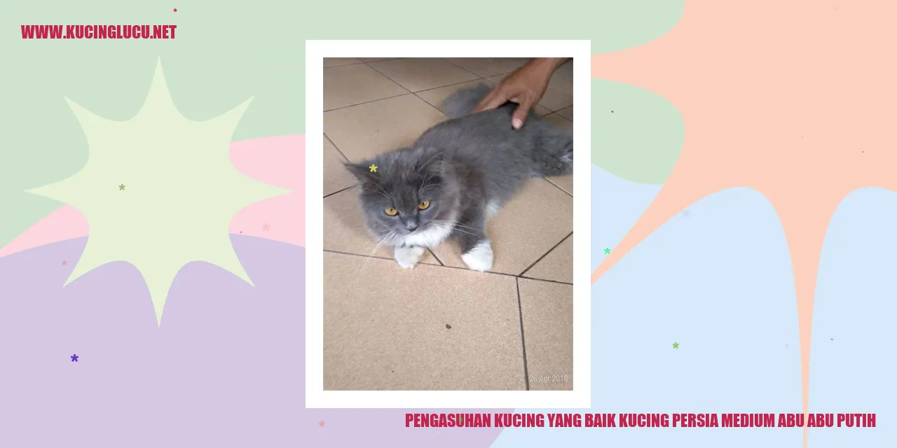 Kucing Persia Medium Abu-abu Putih