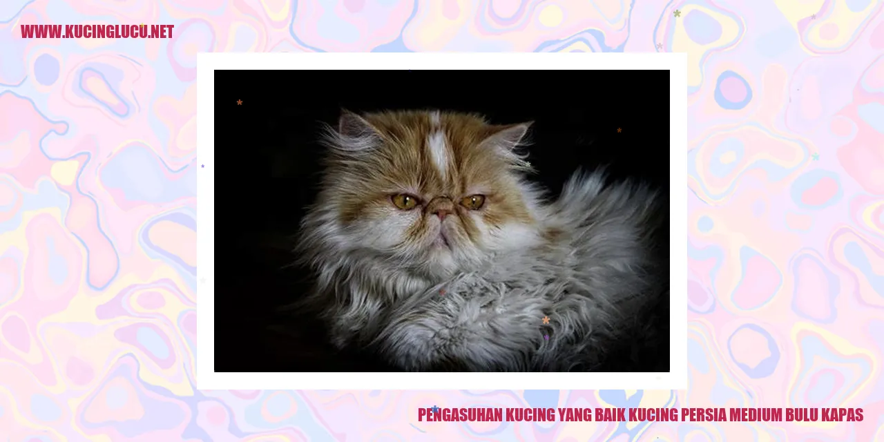 Kucing Persia Medium Bulu Kapas