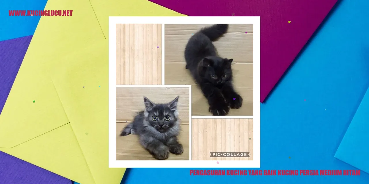 Kucing Persia Medium Hitam