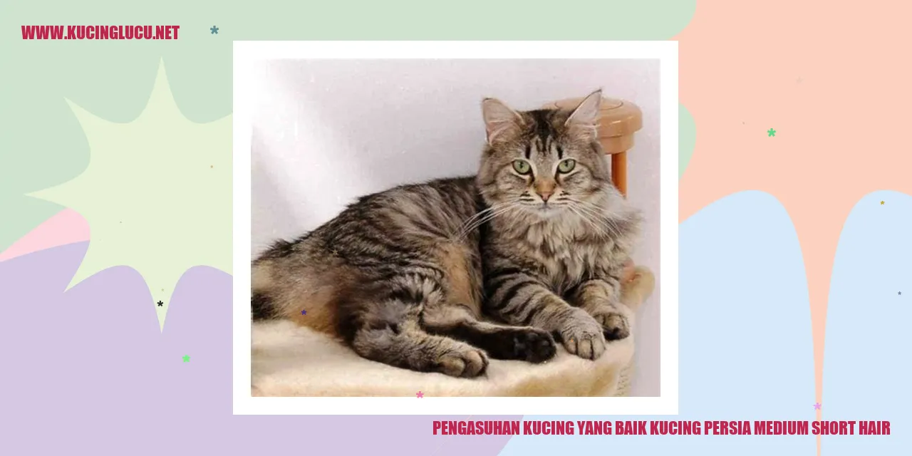 Kucing Persia Medium Short Hair