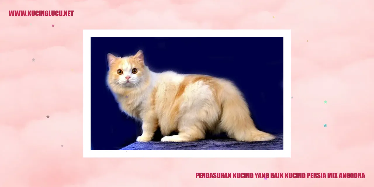 Kucing persia mix anggora yang sehat dan bahagia