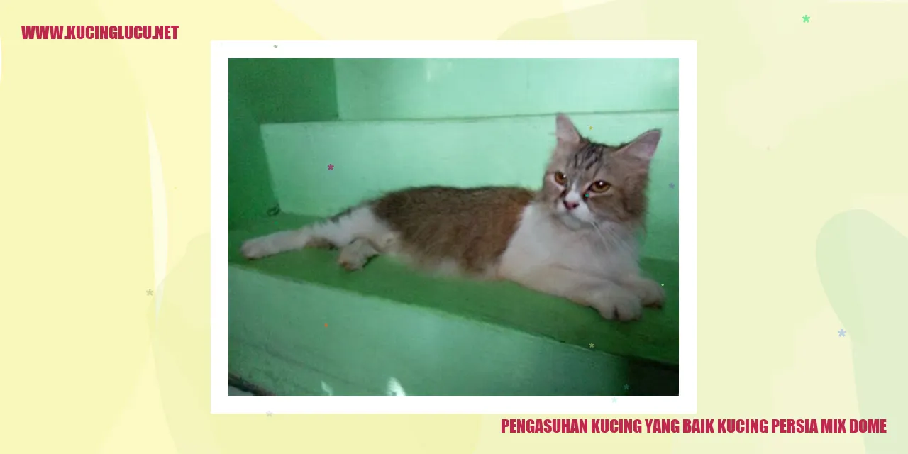 Kucing Persia Mix Dome