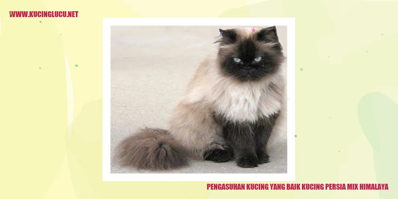 Kucing Persia Mix Himalaya