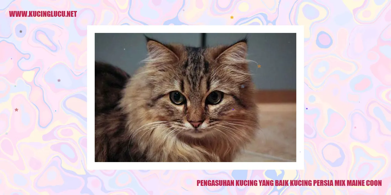 Gambar Kucing Persia Mix Maine Coon