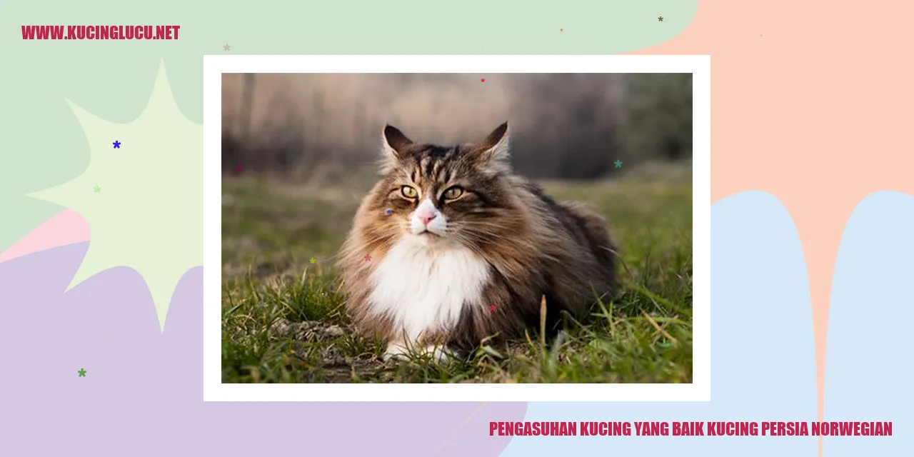 Kucing Persia dan Norwegian